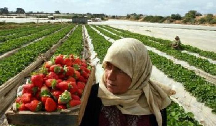 I coloni sfruttano le donne palestinesi