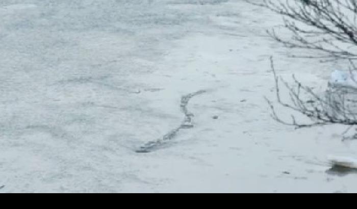 Dopo Loch Ness, ecco il mostro nel lago islandese