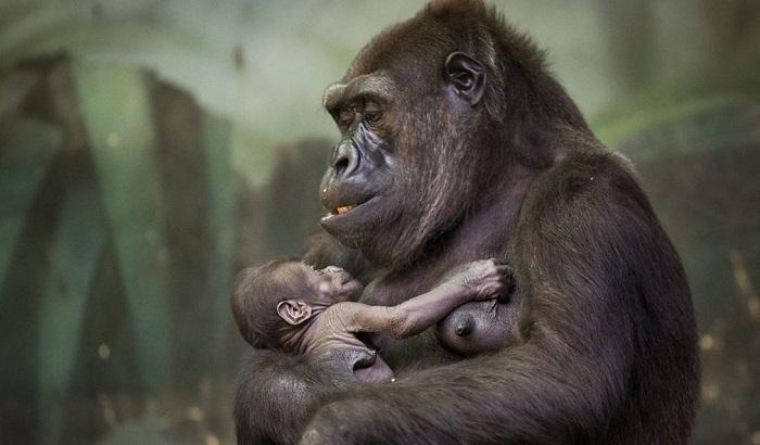 Cuore di mamma: la gorilla allatta il suo cucciolo