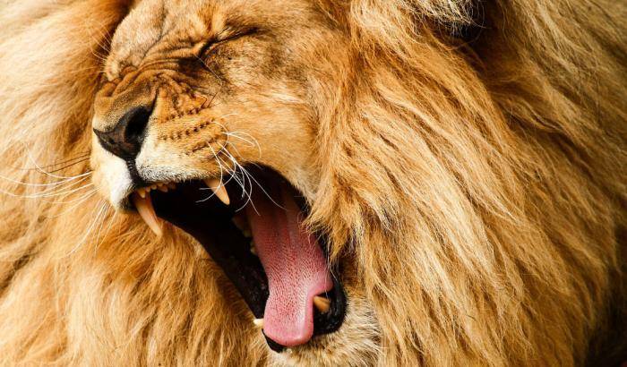 Il Re della foresta a rischio di estinzione: in 20 anni dimezzato il numero di leoni