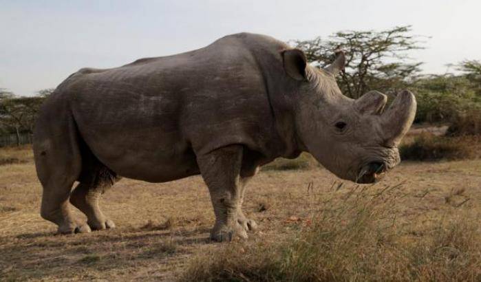 I rinoceronti bianchi del Nord a un passo dall'estinzione, si spera nella fecondazione in vitro