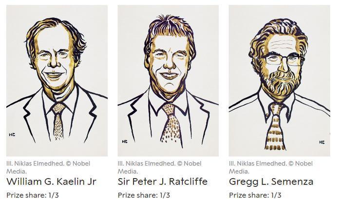 Il Nobel per la Medicina va a Kailin, Ratcliffe e Semenza