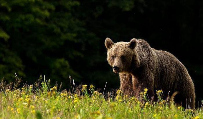 Sospesa l'ordinanza per la cattura e l'abbattimento dell'Orsa Gaia a Trento