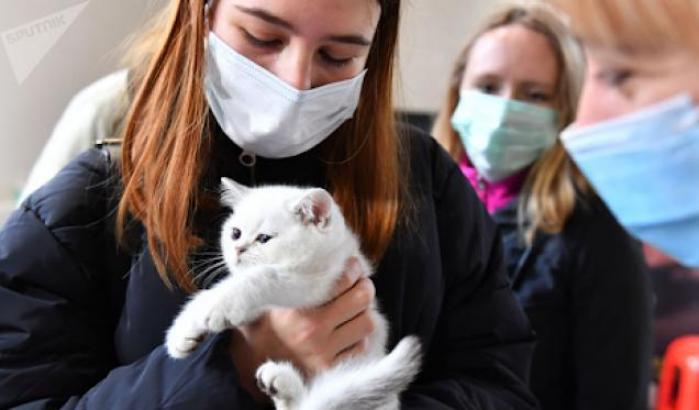 Scoperta variante inglese in un gatto novarese: primo caso in Italia