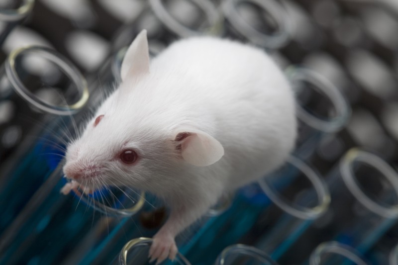 Covid, un nuovo studio condotto sui topi potrebbe generare un vaccino efficace contro ogni variante