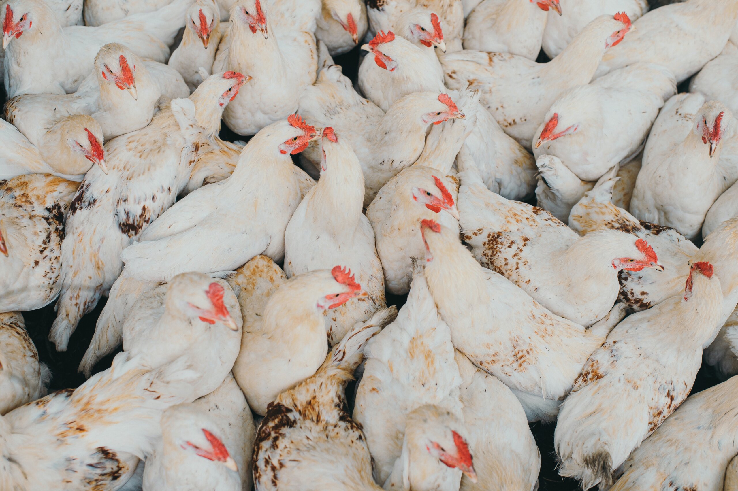 Influenza aviaria: scoperti due focolai in Toscana