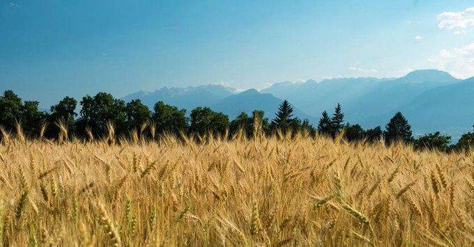 Ucraina, il grano in rialzo dopo il blocco dei negoziati tra Ucraina e Russia