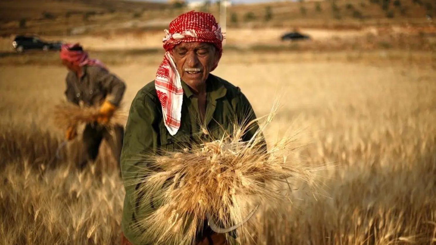 Ucraina, c'è anche la guerra del grano: l'India blocca l'export per l'aumento dei prezzi
