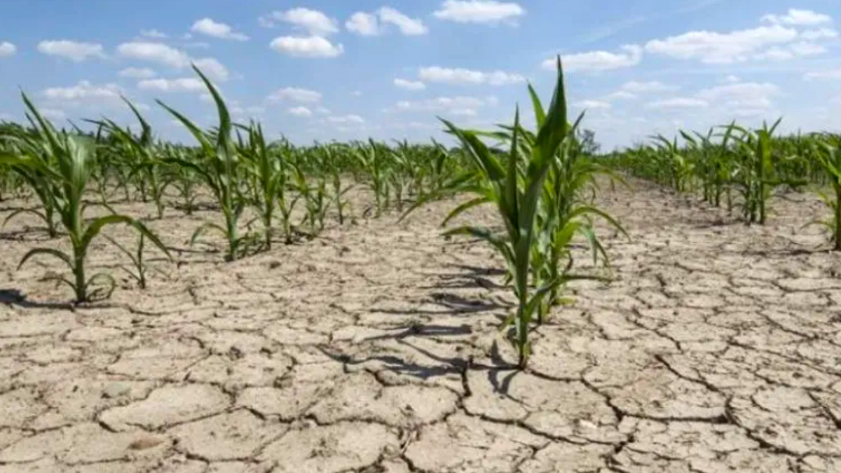 Caldo e siccità, la situazione nelle regioni d'Italia: danni per centinaia di milioni