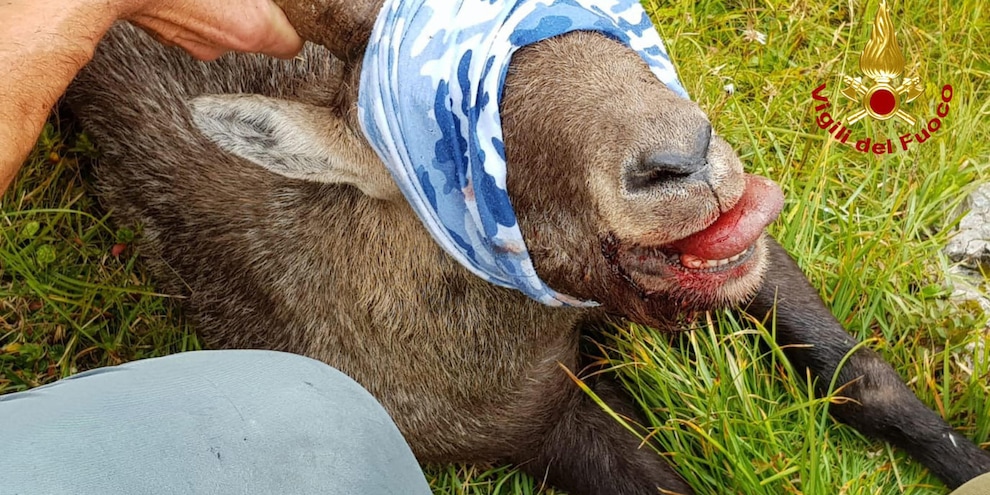 Belluno, è morto lo stambecco che aveva ingoiato una scatoletta di tonno | Il video