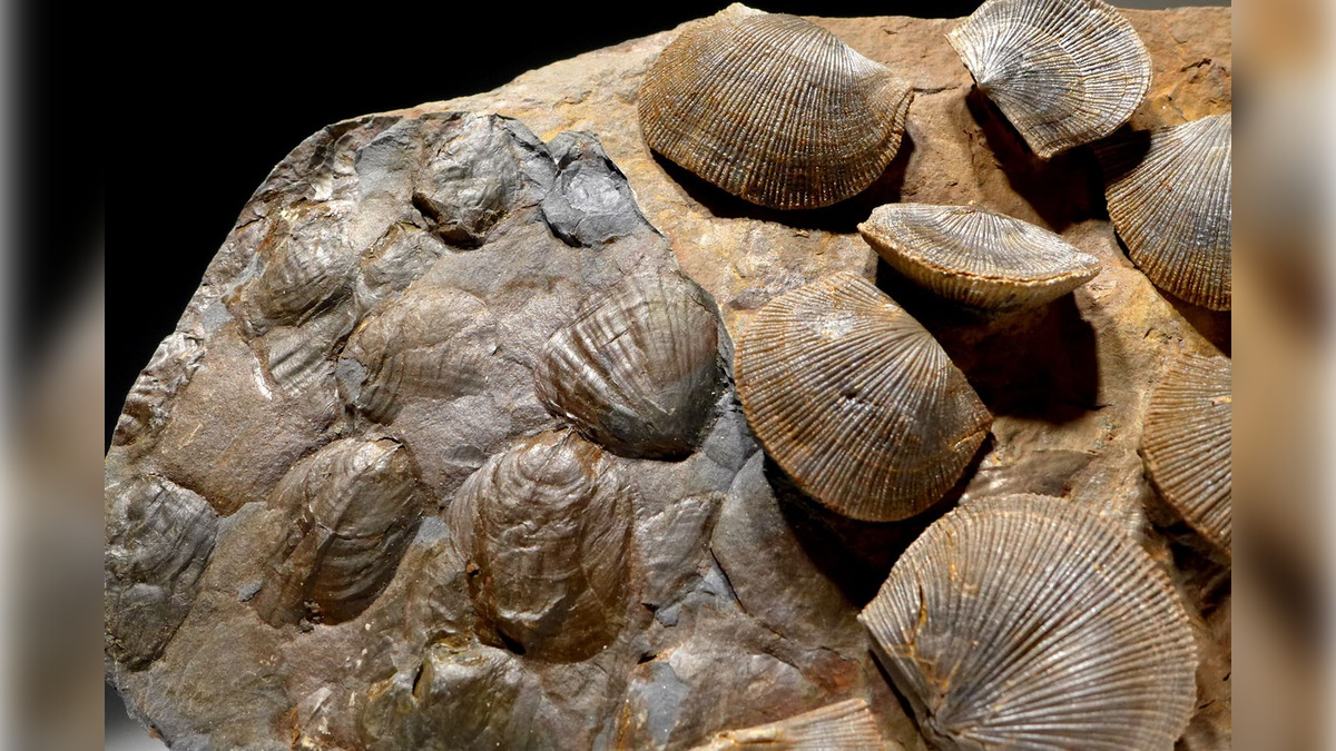 Studiare i cambiamenti climatici con i fossili